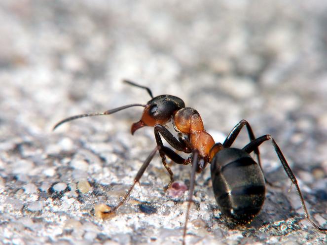 Il senso dell'orientamento delle formiche è eccezionale