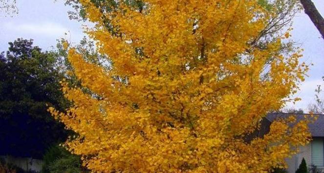 Il tipico colore giallo-rosso delle foglie autunnali dell'acero