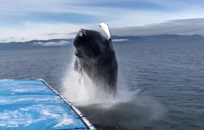 Alaska Attenti Alla Balena Video 3b Meteo