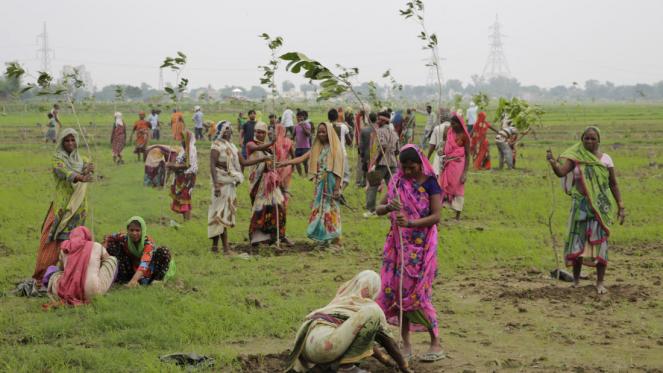 INDIA: piantati quasi 50 milioni di alberi in 24 ore