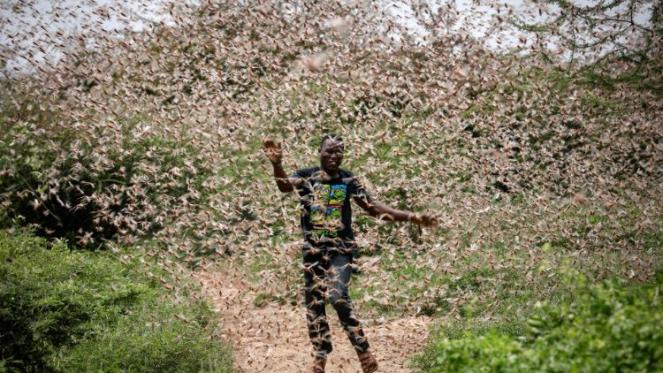 Invasione di Locuste senza precedenti in Africa e Asia