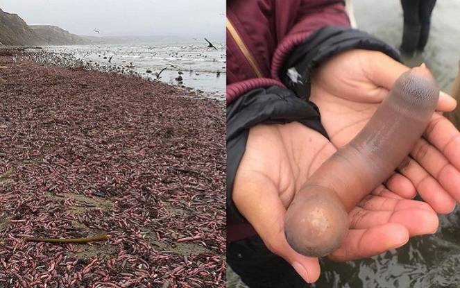 Invasione di pesci pene sulla spiaggia di San Francisco in Calfornia