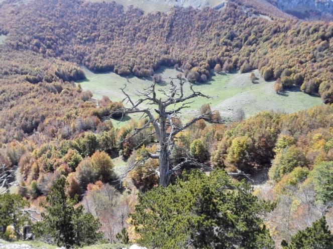 Italus, il pino loricato più antico d'Europa (fonte: repubblica.it)