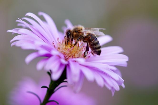 L'importanza delle api per la salvaguardia del nostro pianeta