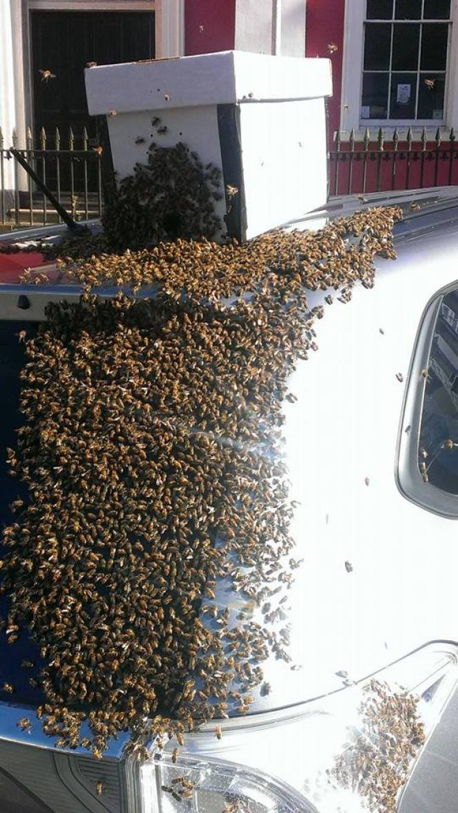 L'operazione di salvataggio delle api (foto via fb: Tom Moses)