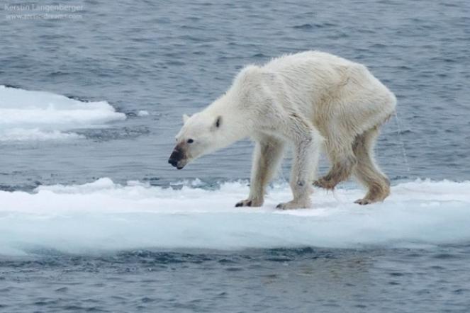 L'orso denutrito sul Mare di Barents (foto: Kerstin Langenberger, facebook)