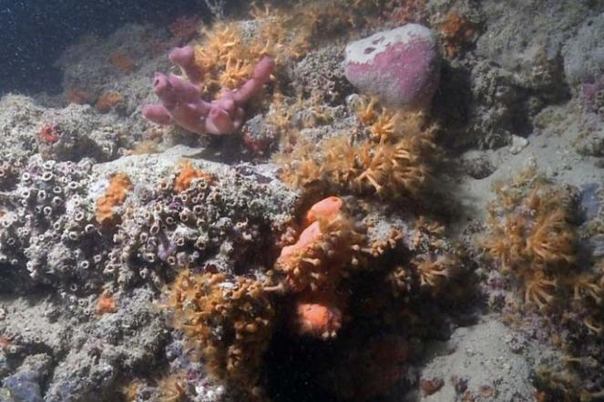 La barriera corallina scoperta davanti a Monopoli (Fonte immagine: greenme.it)