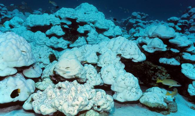 La grande Barriera Corallina rischia una nuova importante fase di sbiancamento (Helmut Corneli / Alamy Stock Photo)