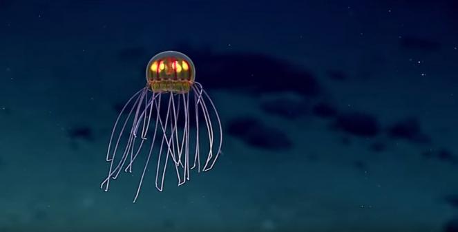 La medusa della Fossa delle Marianne