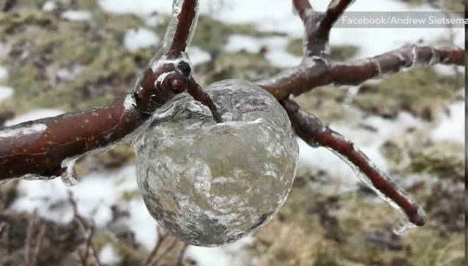 Meteo e fenomeni rari del gelo - Le mele fantasma o "Ghost Apple". Ecco cosa sono e come si formano. Foto