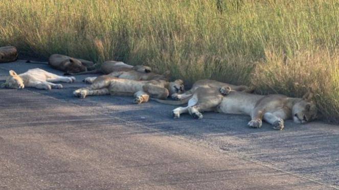 Leoni addormentati sulla strada in Africa ai tempi del Coronavirus (RICHARD SOWRY / KRUGER NATIONAL PARK)