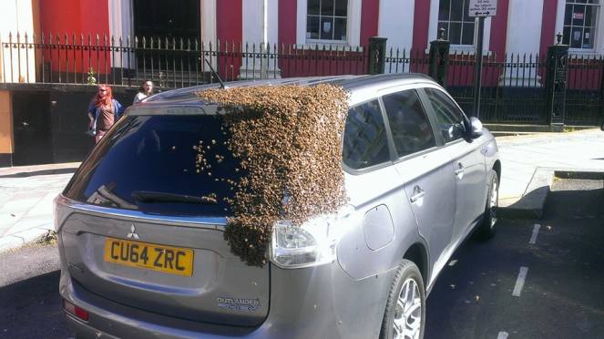 Lo sciame d'api incollato all'automobile (foto via fb: Tom Moses)