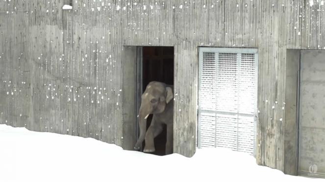 Lo stupore dell'elefante di fronte alla neve e la sua....reazione