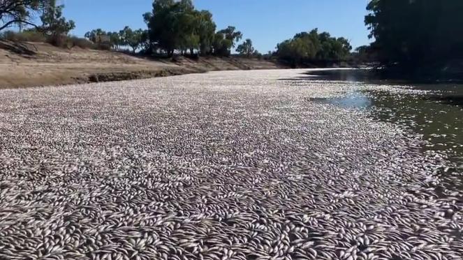Millions of dead fish in Australia s second-longest river due to a heatwave
