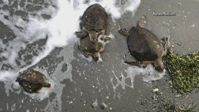 Migliaia di tartarughe marine salvate dal gelo in Texas