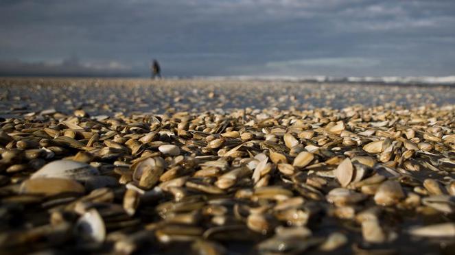 Milioni di molluschi uccisi da un'alga tossica in Cile