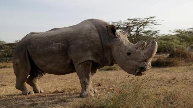 Morto l'ultimo maschio di rinoceronte bianco settentrionale