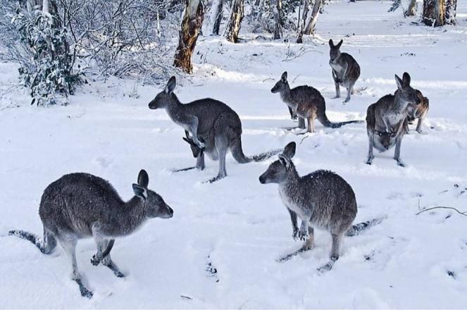Neve nel Nuovo Galles del Sud, in Australia (Fonte immagine: clima extremo 24 - facebook)
