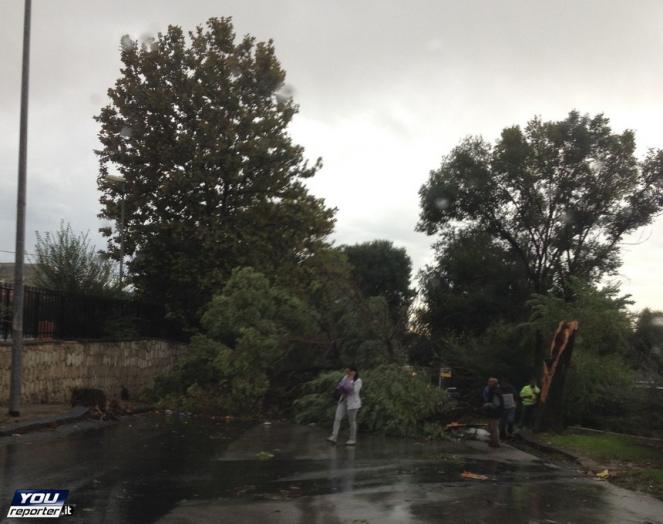 Nubifragio a Caltanissetta, alberi abbattuti dal forte vento