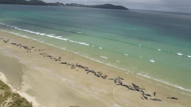 Nuova Zelanda più di 140 balene si sono arenate e hanno perso la vita sull'isola di Stewart