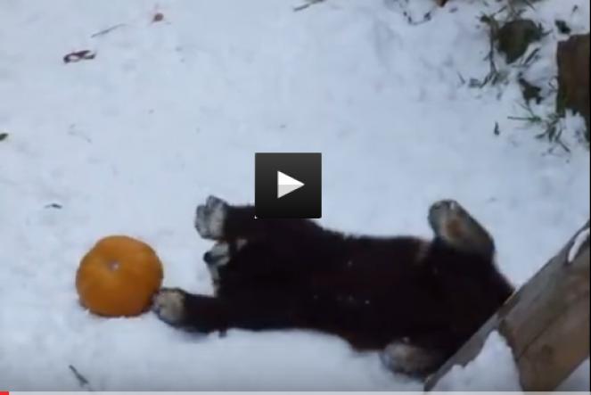 Panda Rosso gioca sulla neve