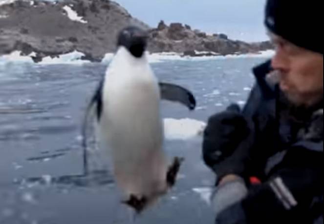 Pinguino salta improvvisamente sulla barca
