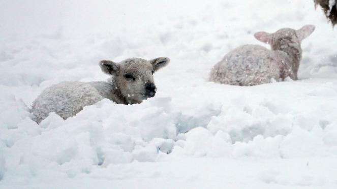 Preoccupazione tra gli agricoltori scozzesi per i cuccioli di agnello ricoperti dalla neve 