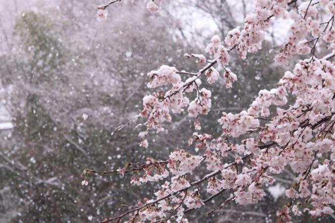 Primavera pazza, neve sui ciliegi in fiore a Tokyo