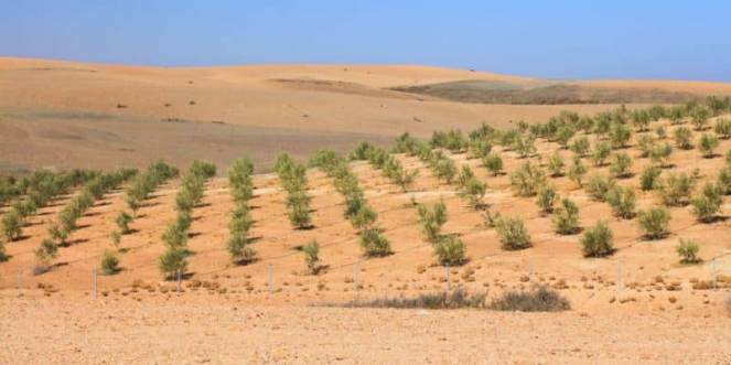Hacer verde el desierto es posible. El desafío comienza en Marruecos