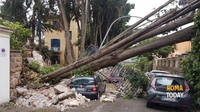 Roma oltre 200 interventi dei vigili del fuoco per alberi e pali abbattuti