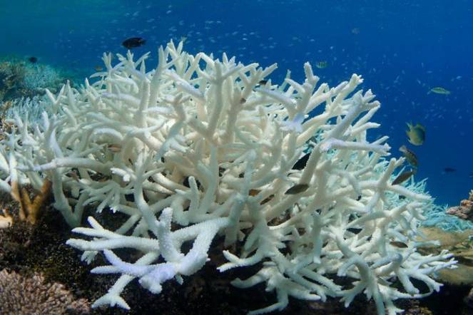 Sbiancamento dei coralli delle Maldive (XL Catlin Seaview Survey/ANSA)