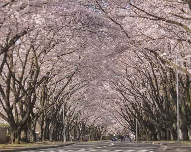 Tokyo: i ciliegi in fiore