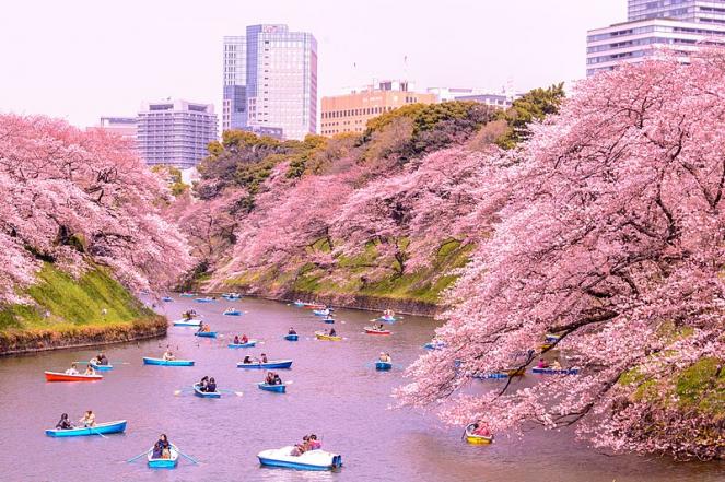 Tokyo: i ciliegi in fiore