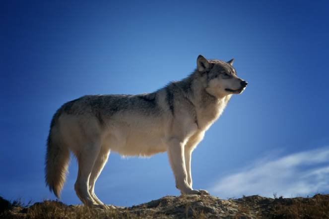 Tra gli animali che salvano la bio-diversità ci sono anche i lupi