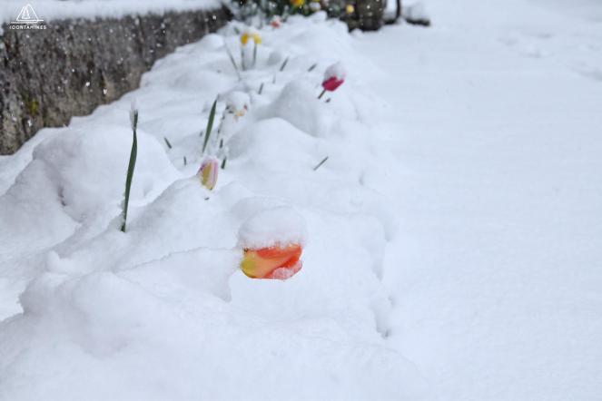 Tulipani sommersi dalla neve a Les Contamines Montjoie 1200 m nelle Alpi francesi