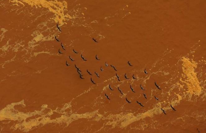 Uccelli che sorvolano la marea tossica