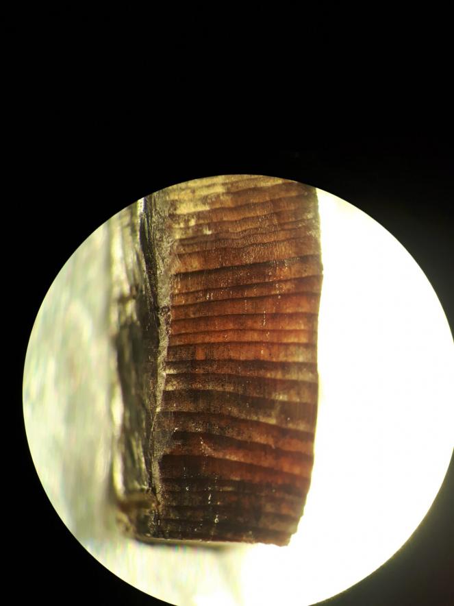 Un frammento di quei pezzi di legno visto al microscopio