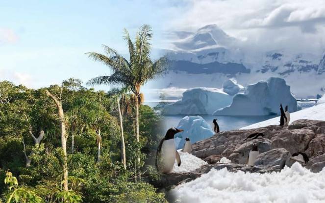 Una gigantesca foresta ricopriva il continente antartico circa 90 milioni di anni fa