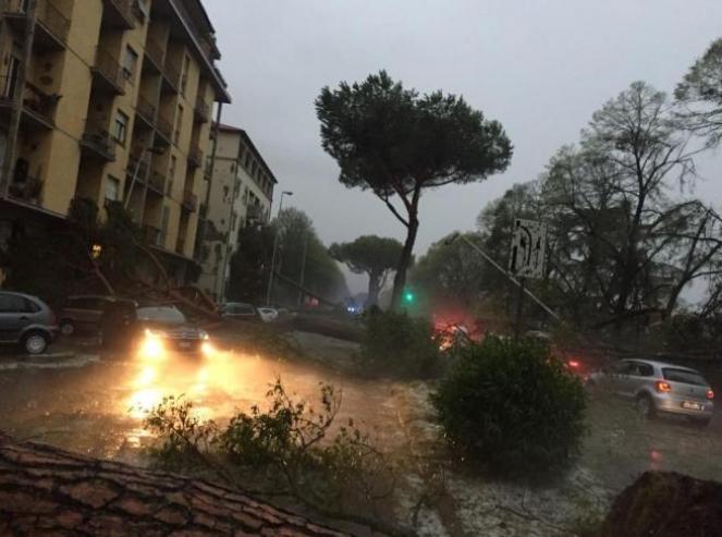 Unbo degli alberi abbattuti dal fortunale su Firenze. Fonte ANSA