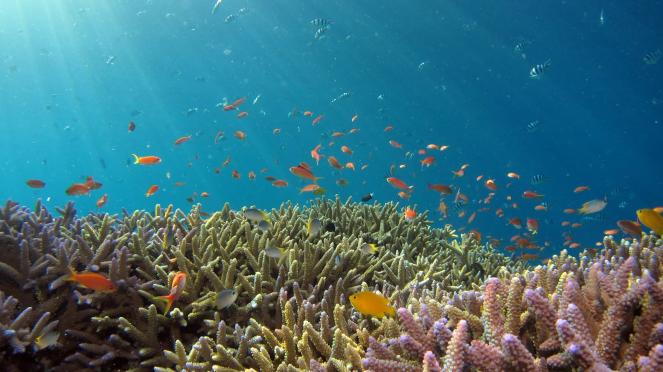 Uno studio dimostra che le barriere coralline sentono gli effetti benefici di certi suoni