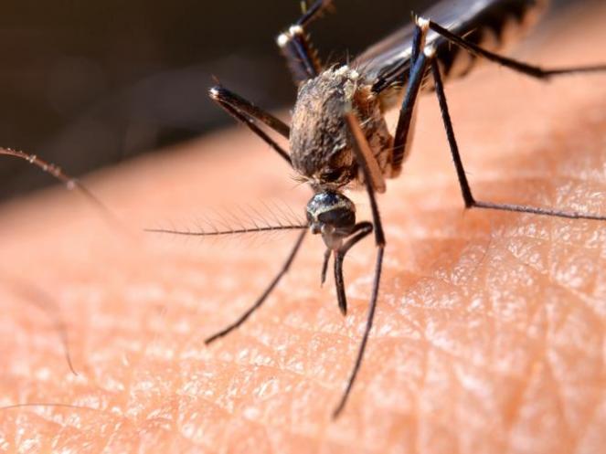 Zanzare e Coronavirus, potrebbero trasmetterlo?