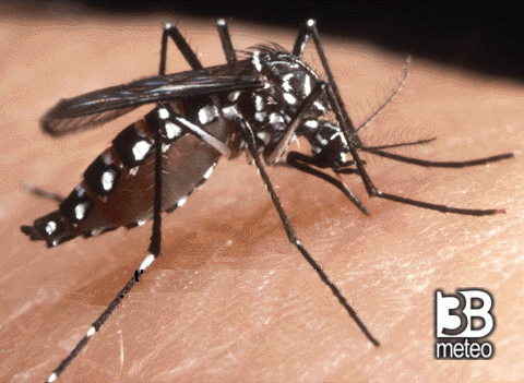 Zanzare, il riscaldamento globale potrebbe attivarle anche in inverno