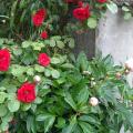 rose rosse amore