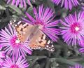 natura - fiori con farfalla