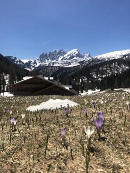 Rifugio flora alpina pale di san martino
