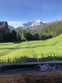 Pale di san martino da rifugio flora alpina