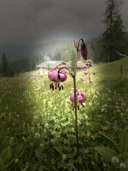 Rifugio flora alpina