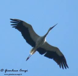 Cicogna bianca in volo sulla sila - by gianluca congi