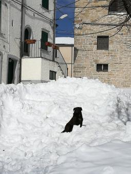 Nerone il cane delle nevi di Capracotta