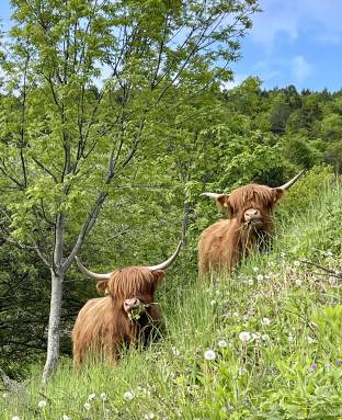 mucche highland folgaretane